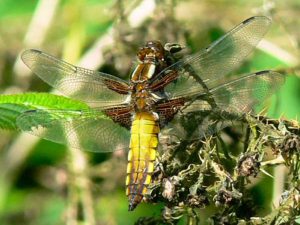 Broadbodied Chaser