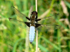 Broadbodied Chaser