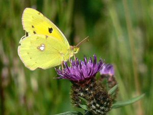 Clouded Yellow