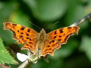 Comma