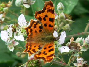 Comma