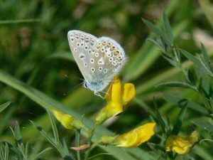 Common Blue