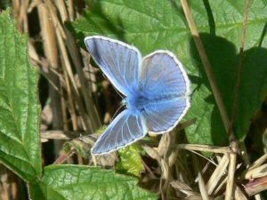 Common Blue