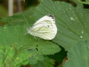 Green Viened White