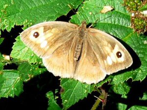 Meadow Brown