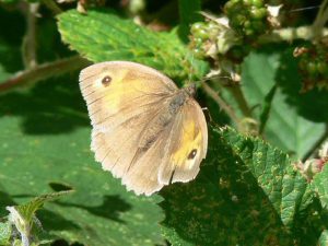 Meadow Brown