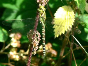 Southern Hawker