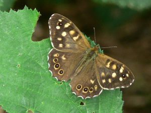 Speckled Wood