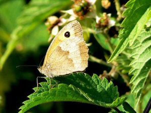 Small Heath